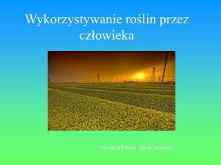 Wykorzystywanie roślin przez człowieka