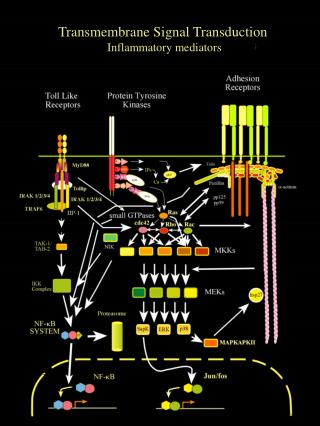 Transmembrane Signal Transduction Inflammatory mediators