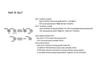 RelA 와 SpoT