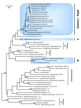 Phaeobacter gallaeciensis BS107