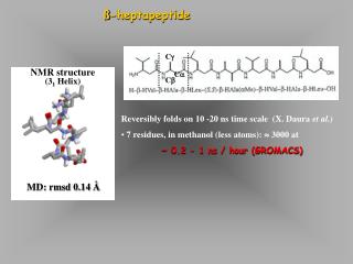 ß-heptapeptide