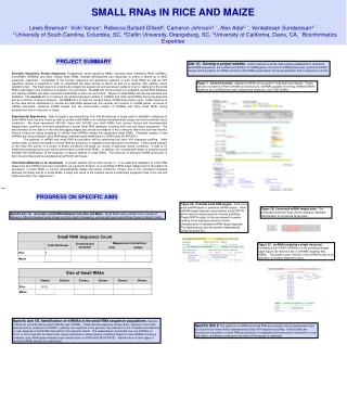 SMALL RNAs IN RICE AND MAIZE