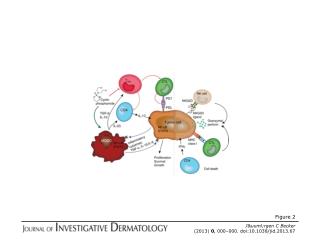 J&amp;uuml;rgen C Becker (2013) 0 , 000–000. doi:10.1038/jid.2013.67