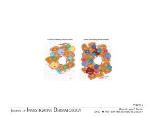 J&amp;uuml;rgen C Becker (2013) 0 , 000–000. doi:10.1038/jid.2013.67