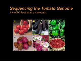 Sequencing the Tomato Genome A model Solanaceous species