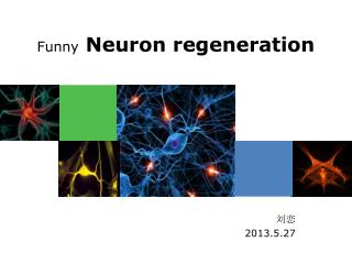 Funny Neuron regeneration