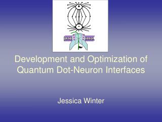 Development and Optimization of Quantum Dot-Neuron Interfaces