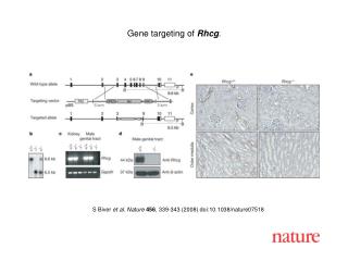 S Biver et al. Nature 456 , 339-343 (2008) doi:10.1038/nature07518