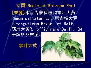 大黄 Radix et Rhizoma Rhei