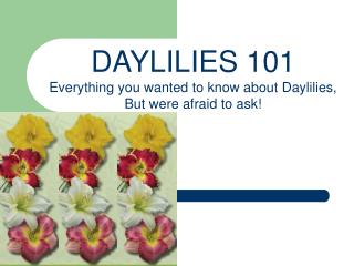 DAYLILIES 101 Everything you wanted to know about Daylilies, But were afraid to ask!