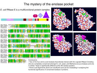 The mystery of the enolase pocket