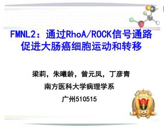 FMNL2 ：通过 RhoA/ROCK 信号通路促进大肠癌细胞运动和转移