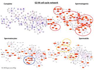 G2-M cell cycle network