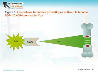 Figure 1. Les cellules tumorales prostatiques utilisent le binôme SDF-1/CXCR4 pour cibler l’os