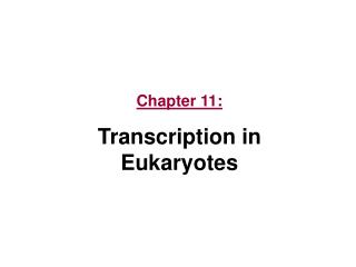 Chapter 11: Transcription in Eukaryotes