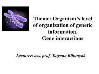 Theme: Organism’s level of organization of genetic information. Gene interactions