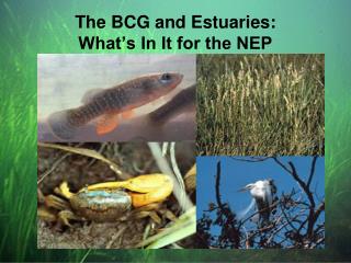 The BCG and Estuaries: What’s In It for the NEP