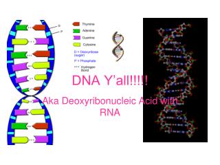 DNA Y’all!!!!!