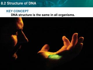 KEY CONCEPT DNA structure is the same in all organisms.