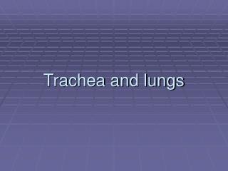 Trachea and lungs