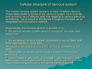 Cellular structure of nervous system