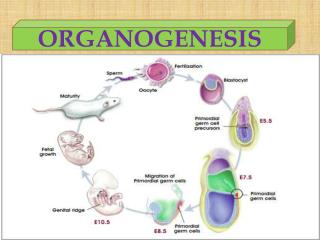 ORGANOGENESIS