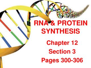 RNA &amp; PROTEIN SYNTHESIS