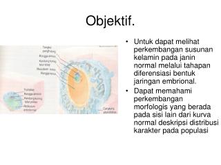 Objektif.