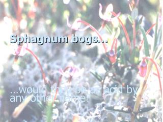 Sphagnum bogs… …would they be as acid by any other name?