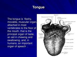 Tongue