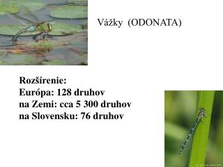 Odonata VáVžky Rozšírenie: Európa: 128 druhov na Zemi: cca 5 300 druhov na Slovensku: 76 druhov