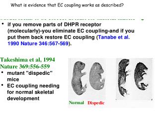 What is evidence that EC coupling works as described?