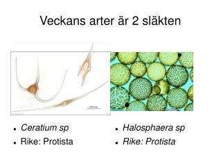 Veckans arter är 2 släkten