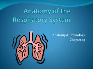 Anatomy of the Respiratory System