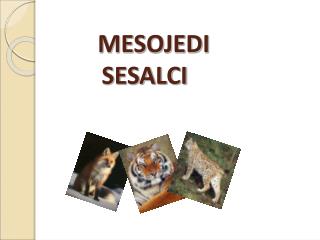 MESOJEDI SESALCI