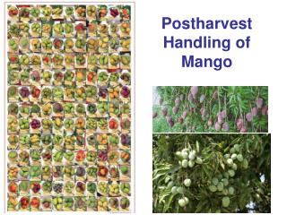 Postharvest Handling of Mango