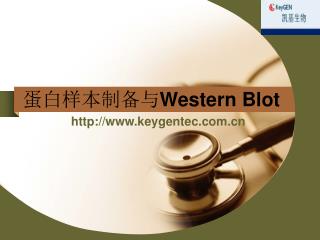 蛋白样本制备与 Western Blot