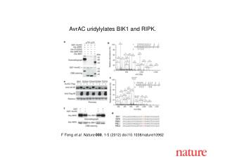 F Feng et al . Nature 000 , 1 - 5 (2012) doi:10.1038/nature10962