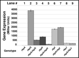 Gene Expression (Miller Units)