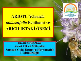 ARIOTU ( Phacelia tanacetifolia Bentham) ve ARICILIKTAKİ ÖNEMİ