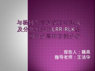 与杨树维管系统形态建成及分化相关的 LRR-RLK 基因的分离和功能分析