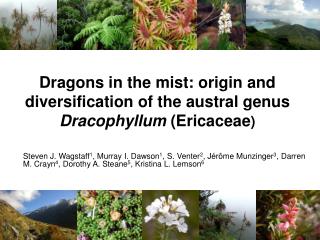 Dragons in the mist: origin and diversification of the austral genus Dracophyllum (Ericaceae )