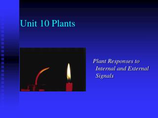 Unit 10 Plants