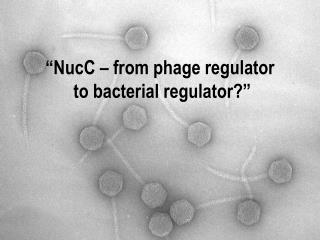 “NucC – from phage regulator to bacterial regulator?”