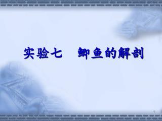 实验七 鲫鱼的解剖