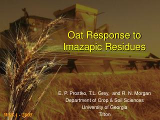 Oat Response to Imazapic Residues