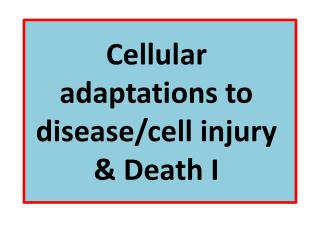 Cellular adaptations to disease/cell injury &amp; Death I