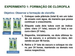 EXPERIMENTO 1: FORMAÇÃO DE CLOROFILA