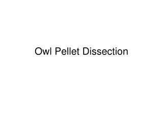 Owl Pellet Dissection