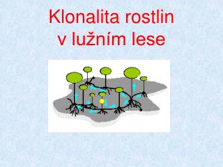 Klonalita rostlin v lužním lese